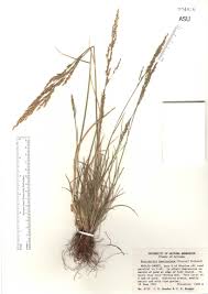 Puccinellia fasciculata - SEINet Portal Network