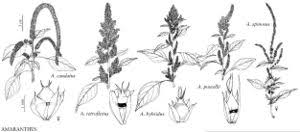 Amaranthus retroflexus - FNA