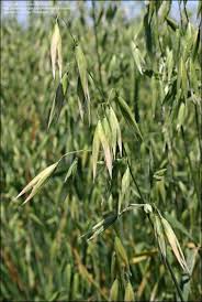 Image result for wild oats