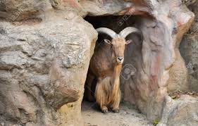 Image result for barbary sheep