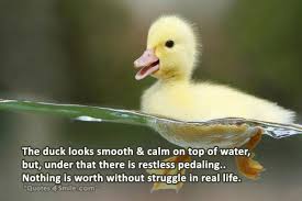 Image result for duck pedaling image