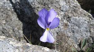 File:Viola corsica ssp. ilvensis.jpg - Wikimedia Commons