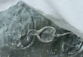 Image result for images of Cystoid fossil