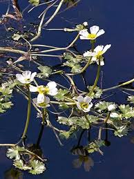 Pond Water Crowfoot, Ranunculus baudotii - Flowers - NatureGate