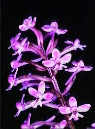 Orchis brancifortii - Wikipedia