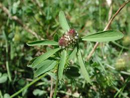Trifolium bocconei - Wikipedia, la enciclopedia libre