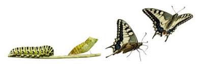 Résultat de recherche d'images pour "chenille et papillon"