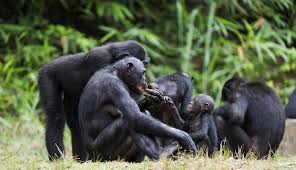 Resultado de imagen de bonobos