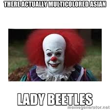 There actually multicolored asian Lady Beetles - Clown | Meme ... via Relatably.com