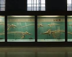 米蘭自然歷史博物館的圖片