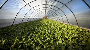 Image result for Agriculture