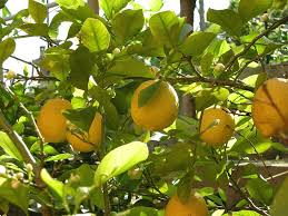 citrus tree ile ilgili görsel sonucu