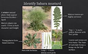 Sahara Mustard - Brassica tournefortii