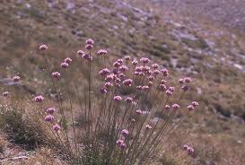 Armeria (DC.) Willd. | Plants of the World Online | Kew Science
