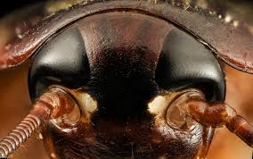 Image result for cockroach close up