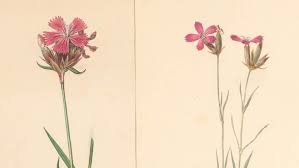 Dianthus carthusianorum L. | Plants of the World Online | Kew Science