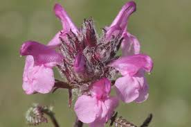 Pedicularis rosea - Wikipedia