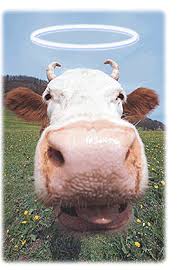 Image result for sacred cow
