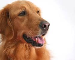Image of Golden Retriever dog breed