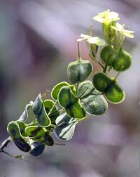 Biscutella auriculata - Wikipedia, la enciclopedia libre