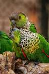 kaka 2 parrots kissing images animated