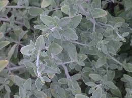Micromeria fruticosa (1 qt) | White Leaved Savory (1 qt ...