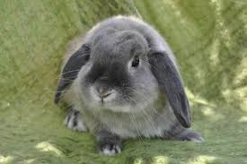 Résultat de recherche d'images pour 'image de lapin nain bélier'