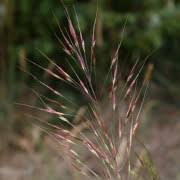 Chrysopogon gryllus Scented grass Andropogon Rhapis ...