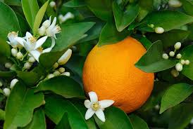 لية أكل البرتقال في عيد الغطاس؟؟؟؟  Images?q=tbn:ANd9GcTNPniSRmsi8dSfAQrApriIyGSTxOJxZTcgH1Pn9-YClBh50aCc