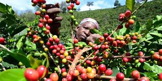 Coffee board asks for tax relief to farmers