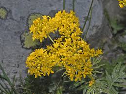 File:Brassicaceae - Hugueninia tanacetifolia.jpg - Wikimedia ...