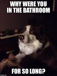 Distrustful Dog - Meme Fort via Relatably.com