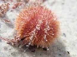 Image result for Microcyphus ceylanicus