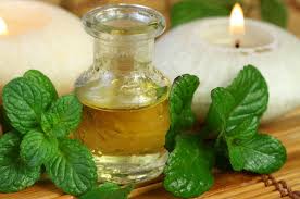 Image result for peppermint essential oils