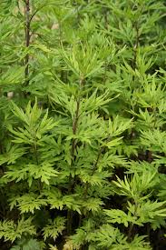 Artemisia verlotiorum - Wikipedia