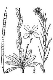Plants Profile for Arabis hirsuta (hairy rockcress)