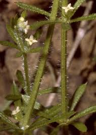 Species: Galium aparine