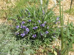 Viola pinnata - Useful Temperate Plants