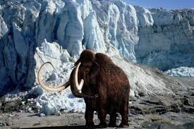 Image result for wooly mammoth found in ice