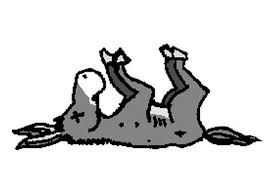 Image result for dead donkey images