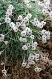 Helichrysum frigidum - Stock Image - C007/4914 - Science Photo ...