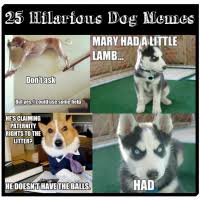 25 Funny Dog Memes via Relatably.com