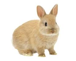 ミニウサギの画像