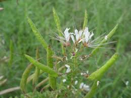Polanisia dodecandra (Redwhisker clammyweed) | Native Plants of ...