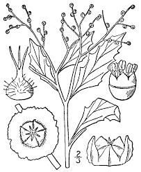 Cycloloma atriplicifolium - Wikispecies