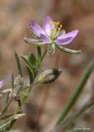 Spergularia rubra Calflora