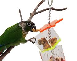 Foraging toys for birds