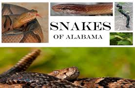 Image result for snakes