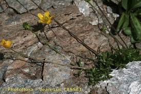 Ranunculus demissus DC. (World flora) - Pl@ntNet identify