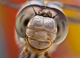 الحشرات عن قرب صور مدهشة Images?q=tbn:ANd9GcTQHZ-7Wl0F8PGfwcXl8CrSHzz68TQTsiF9kyp5LII59ThVCE9RUA